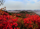 紅葉嶺層林盡染秋葉紅