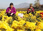 金絲皇菊開出致富花