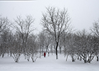 雪后汾河公園景如畫