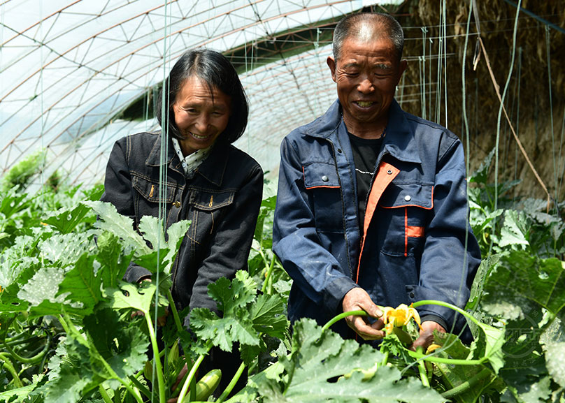 五臺：貧困戶捐自種蔬菜 