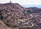 漫山遍野春意濃