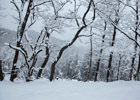 四月飛雪美景怡人