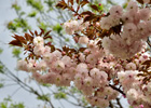 和平公園花開爛漫時