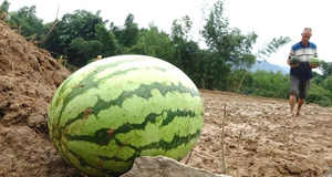 福建順昌：洪水過后救災(zāi)忙