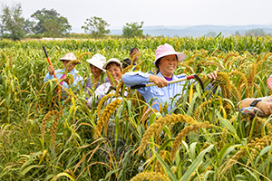 又是豐收年農民笑開顏