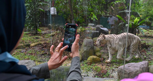 馬來西亞國家動(dòng)物園重新開放