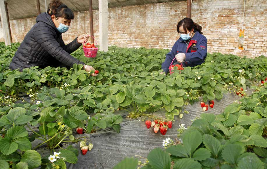 襄汾：大棚草莓俏迎春