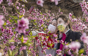 立春時節(jié)桃花爭奇斗艷