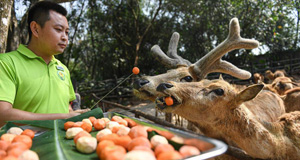 ?？冢簞?dòng)物享美食迎元宵節(jié)