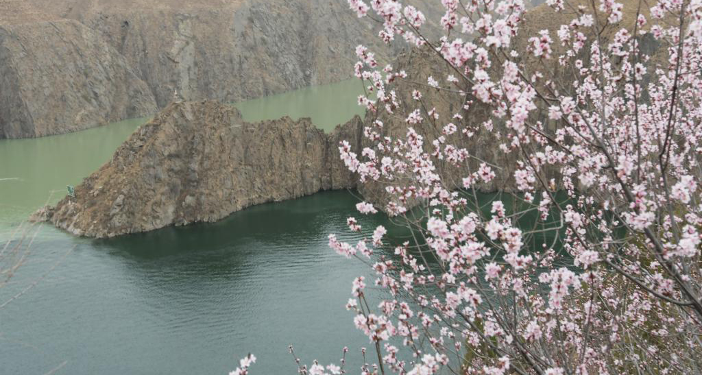 劉家峽花開春意濃