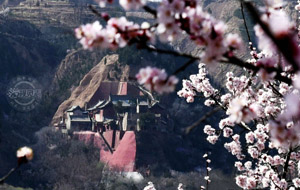 杏花盛開映古寺