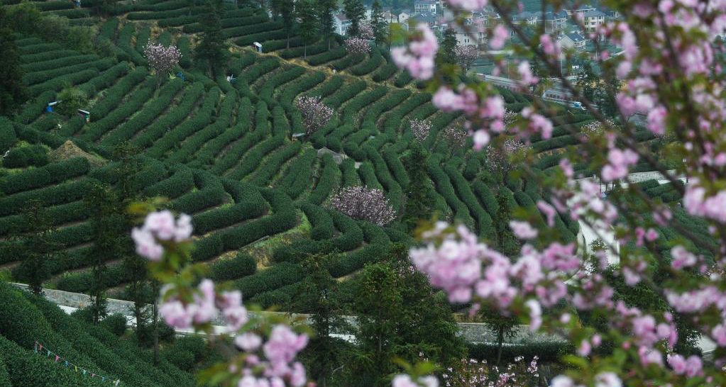 櫻花滿園茶飄香