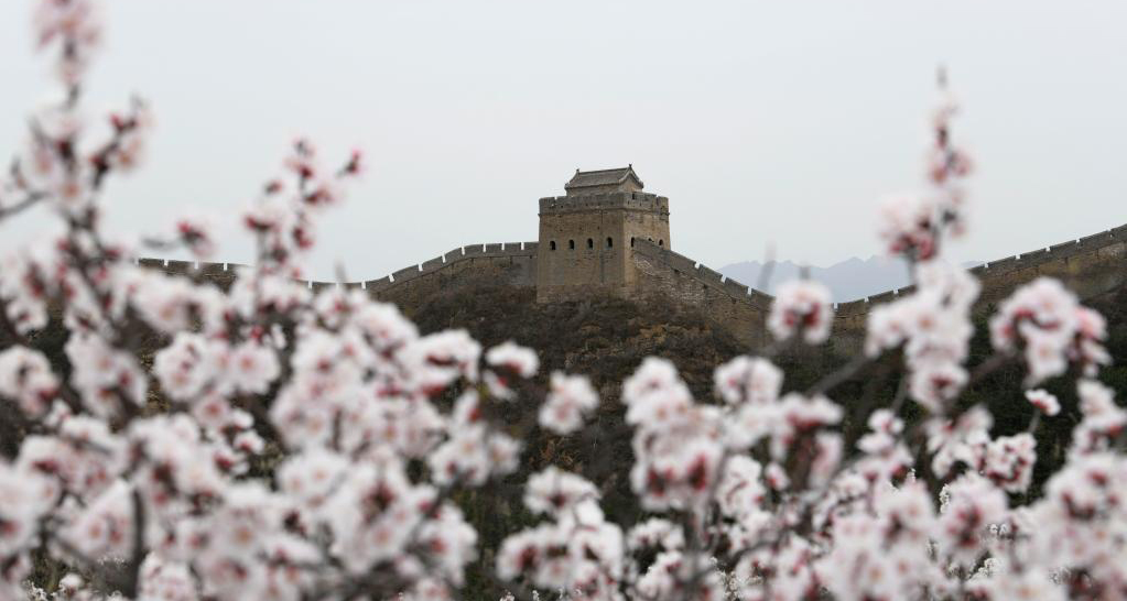 春到長(zhǎng)城 山花爛漫