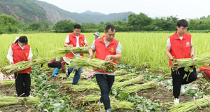 浙江湖州：搶收蜂斗菜