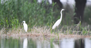 鷺鳥棲洞庭