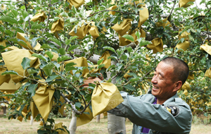 夏披“黃金甲” 秋換“隰州紅”