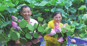 美麗鄉(xiāng)村 夏日荷塘忙采荷