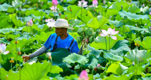 盛夏時(shí)節(jié)采蓮忙