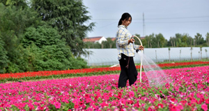 鮮花扮靚致富路