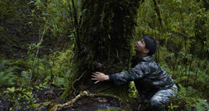 云南發(fā)現(xiàn)一棵國(guó)保植物須彌紅豆杉