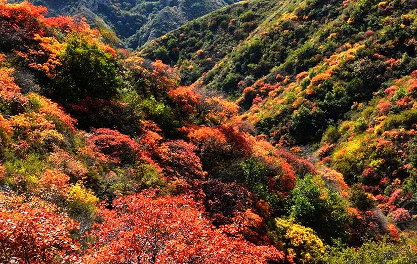 萬山紅遍層林盡染 如同天然彩色油畫