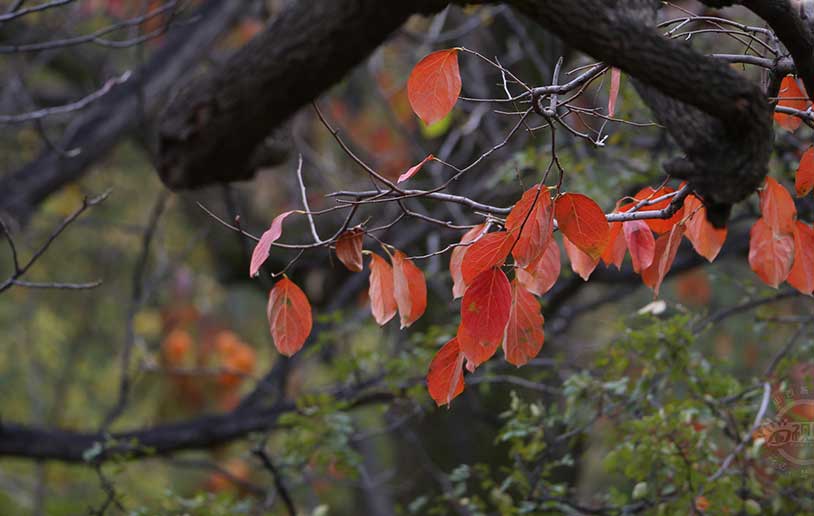 又見(jiàn)南莊紅葉紅