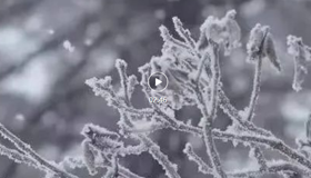 微視頻丨雪，溫暖了整個冬天