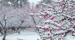 雪落西湖