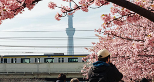 日本東京：春來櫻開