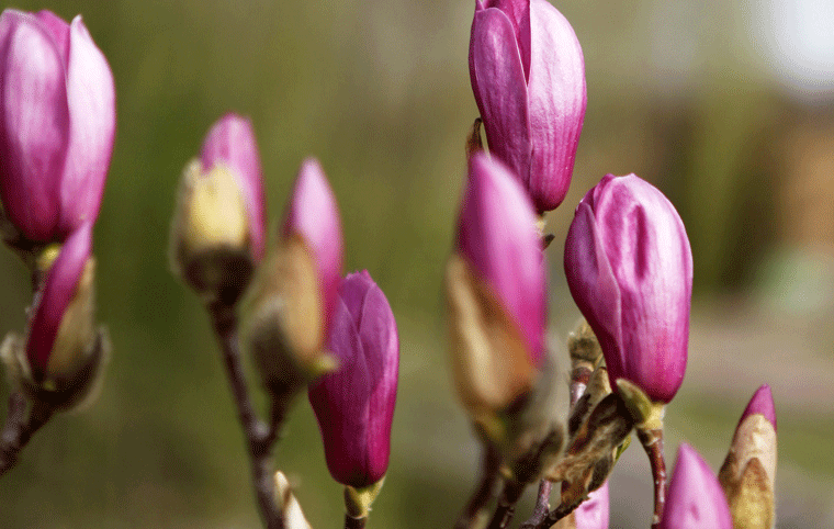 玉蘭花開(kāi)舞春風(fēng)