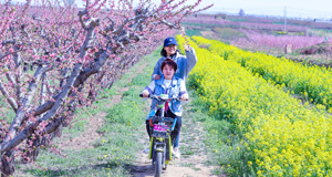 百花盛開來爭春 田園美景惹人醉