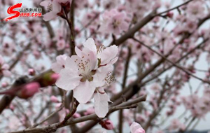 梅桃競(jìng)放 太原植物園春意枝頭鬧