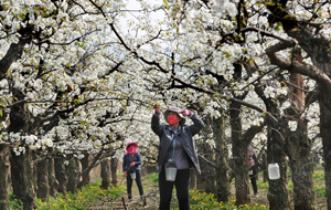 萬(wàn)榮：千畝梨花開(kāi) 果農(nóng)授粉忙