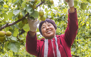 夏縣萬畝紅杏喜豐收