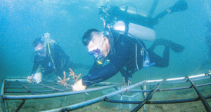 海底“植樹造林”