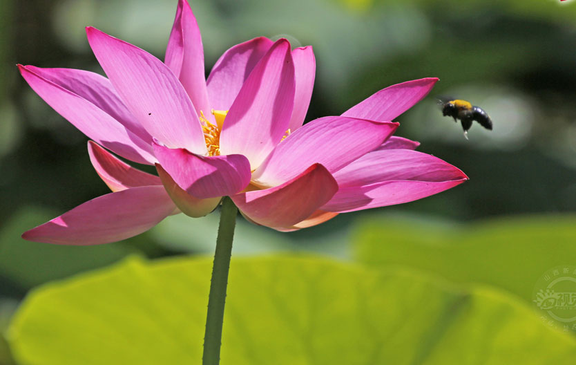 荷花次第開 賞花正當(dāng)時