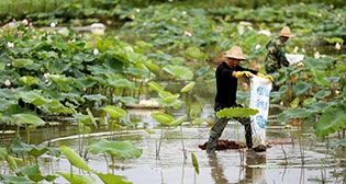 湖南資興：夏至荷田農(nóng)事忙