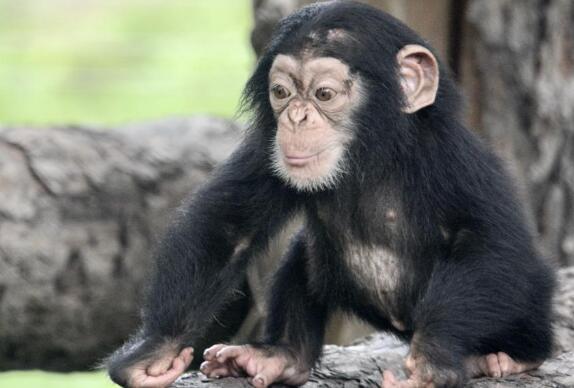 201只新生小動物亮相北京動物園