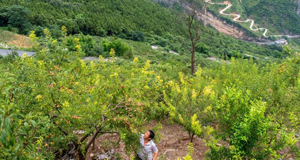 發(fā)展山間果林種植帶動村民致富