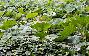 玉門(mén)河公園荷花滿(mǎn)塘醉游人 