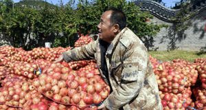 山東棗莊：石榴紅了