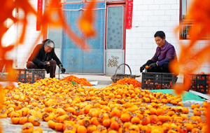 農(nóng)家小院柿子紅