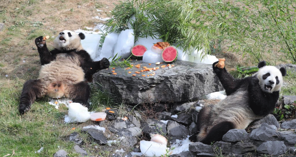 大熊貓情緣成就中比生物多樣性合作佳話(huà)