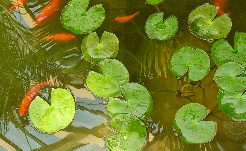 植物園里春意濃 