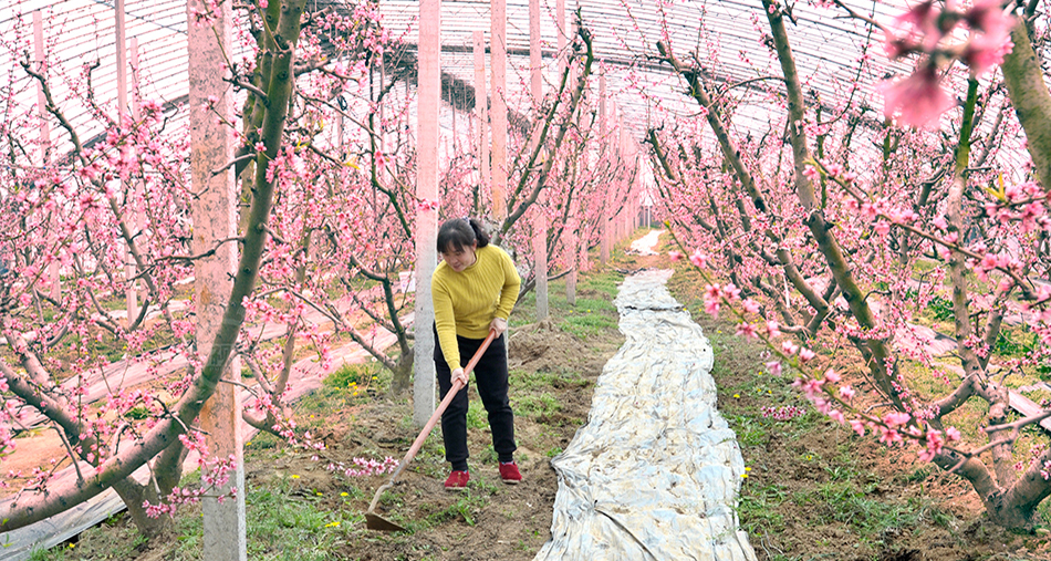 萬榮：大棚油桃花開早