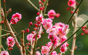 山西永濟(jì)：梅花含笑報(bào)春早