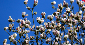 太原碑林公園玉蘭花開