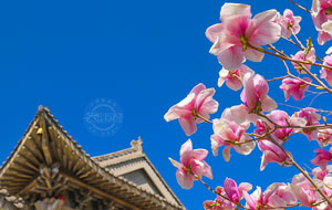 玉蘭花開柏塔寺