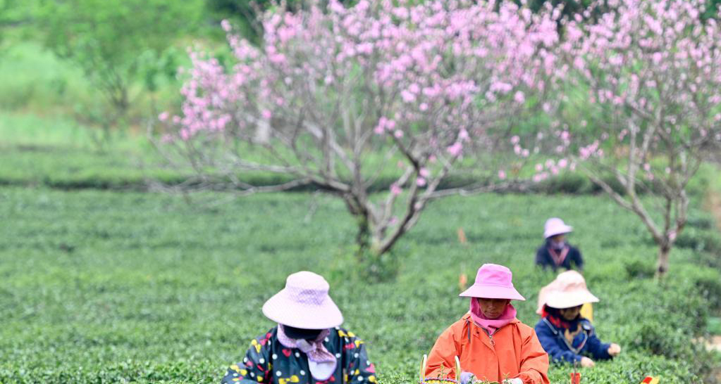 春茶開采