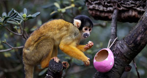 動物園內的“彩蛋大餐”